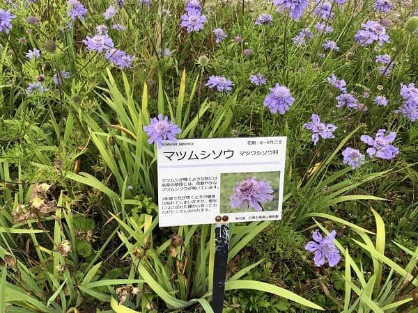 f:id:tokaman0105:20191011060457j:plain f:id:tokaman0105:20191011060457j:plain
